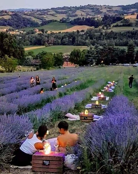 Levander Garden Ideas, Agrotourism Ideas Farms, Agritourism Ideas Farms, Agritourism Farms, Outdoor Restaurant Design, Farm Plans, Lavender Garden, Lavender Field, Lavender Farm