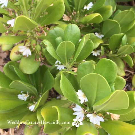 Separated Lovers, Hawaii Plants, Hawaii Culture, Hawaiian Legends, Flower Tie, One Flower, Hawaiian Culture, Forbidden Love, Hawaiian Flowers