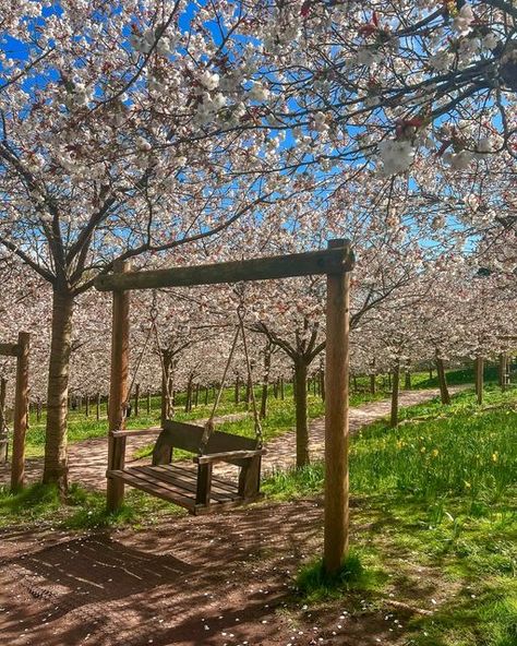 The Alnwick Garden on Instagram: "📣It's Blossom Time!📣   Yes, you heard that right! The largest Taihaku Cherry Orchard is now in full bloom🌸  Lasting only 2 weeks of the year, it's not to be missed!👀  Entry to The Orchard is included with standard Garden Entry, book your visit today at alnwickgarden.com ✨   Share your blossom pictures with us by using the hashtag #TAGBlossom #AlnwickGarden #alnwick #northumberland" Hermit House, Blossom Pictures, The Cherry Orchard, Garden Entry, Cherry Orchard, In Full Bloom, Scotland, The Year, Blossom