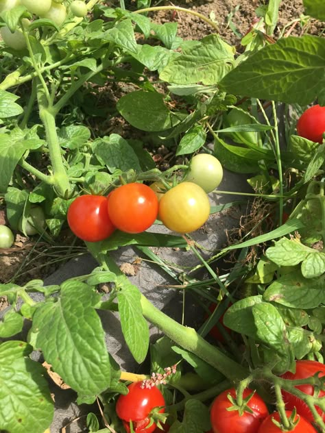 Agriculture Pictures, Tomato Tomato, Fruits And Vegetables Pictures, Vegetable Pictures, Eating Food Funny, Short Plants, Farm Lifestyle, Tomato Garden, Fruit Plants