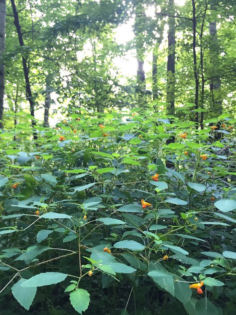 Jewelweed Salve, Medicinal Wild Plants, Medicinal Weeds, Relieve Itchy Skin, Herbal Medicine Recipes, Wild Food Foraging, Plants Aesthetic, Medicinal Herbs Garden, Harvesting Herbs