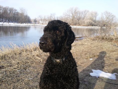 Why do most spoos have a shaved face? | Poodle Forum Dog Car Barrier, Standard Poodle Haircuts, Dog Car Travel, Black Standard Poodle, Dog Car Accessories, Poodle Haircut, Car Travel Accessories, Poodle Cuts, Red Poodles