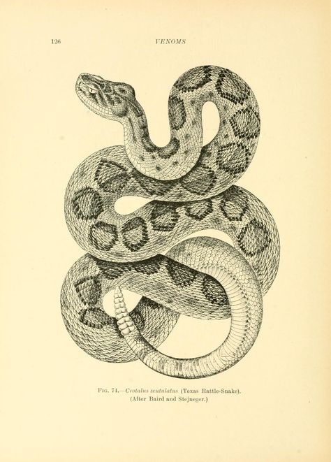 Rattlesnake Tattoo, Venomous Animals, Snake Illustration, Snake Drawing, Snake Tattoo Design, Science Illustration, Snake Art, Snake Design, Scientific Illustration