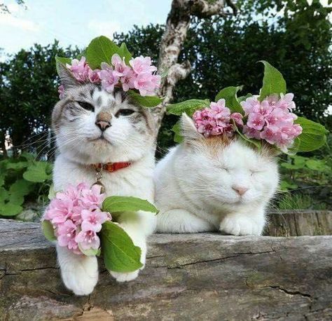 Cats With Flowers, Cat Illnesses, Green Cottage, Cat Reference, Healthy Cat, Two Cats, Cat Flowers, Dog Flower, Silly Cats