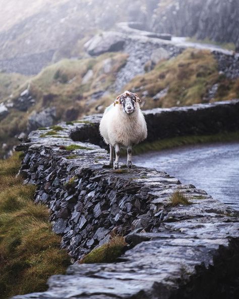 Ireland Sheep Aesthetic, Sheep In Ireland, Sheep Ireland, Ireland Sheep, Irish Aesthetic, Ireland Honeymoon, Dingle Ireland, Christmas In Ireland, Ireland Aesthetic