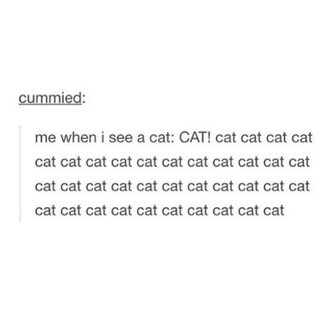 Cat Lol, Internet Cats, Truth Of Life, Totally Me, Quotes That Describe Me, Life Story, Describe Me, A Teen