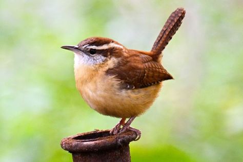 Carolina Wren - 20 November 2014 - Wilmington, NC. Photo by Gretchen Schramm Uk Birds, Animal Drawing Inspiration, Beauty Papers, Bird Diy, Carolina Wren, 20 November, Common Birds, Brown Painting, Brown Bird