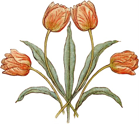 Pretty Vintage Tulips Illustration - The Graphics Fairy Tulips Illustration, Vintage Tulips, Tulips Images, The Graphics Fairy, Tulips Art, Art Nouveau Flowers, Graphics Fairy, Language Of Flowers, Spring Tulips