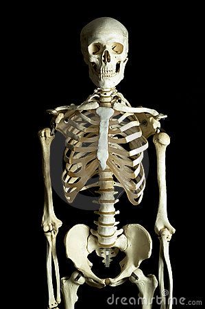 The Human Skeleton. The beauty within! Ribcage Photo Reference, Skeleton Photography, Skeleton Reference, The Human Skeleton, Skeleton Photo, Human Skeleton Anatomy, Skull Reference, Skeleton Anatomy, Skeleton Drawings