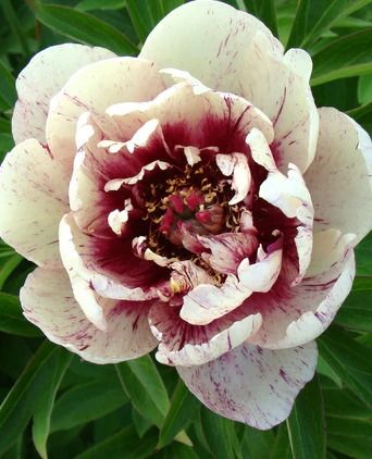 Paeonia (Peony) bare roots — Buy Peonies online at Farmer Gracy UK Peony Plant, Itoh Peonies, Summer Bulbs, Panicle Hydrangea, Red Plants, Anemone Flower, Plant Spacing, Leaf Coloring, All That Jazz