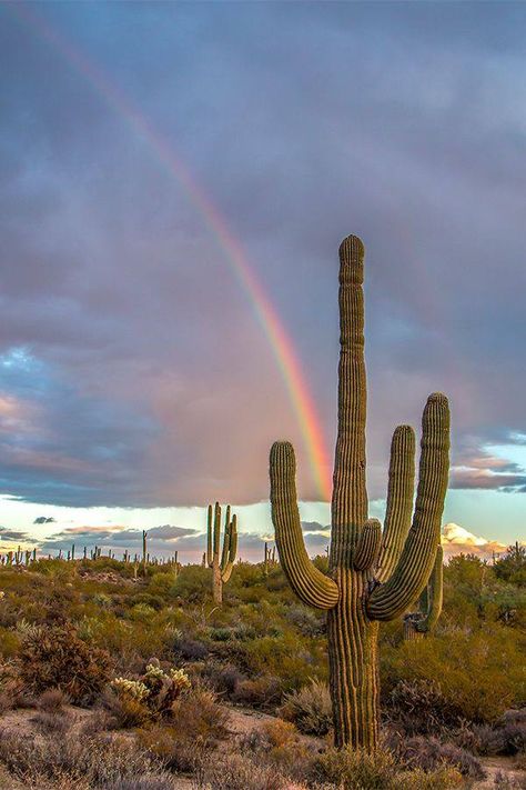 Catus Landscaping Wallpaper, Arizona Wallpaper Iphone, Desert Cactus Photography, Arizona Desert Aesthetic, Cactus In Desert, Desert Rainbow, Cactus Photos, Desert Images, Cactus In The Desert