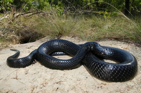 Eastern Indigo Snake, Indigo Snake, House Slytherin, Snake Charmer, Medusa Tattoo, Slytherin House, Arachnids, Reptiles And Amphibians, Gulf Coast