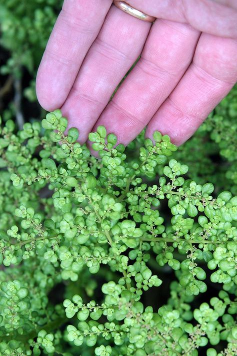 Pilea Microphylla, Pilea Plant, Aari Design, Pilea Peperomioides, Terrarium Plants, Succulent Terrarium, Low Maintenance Plants, Shade Plants, Bold And Beautiful