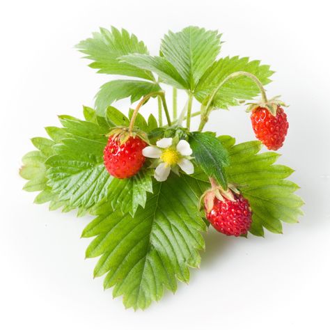 Click And Grow, Herb Garden Kit, Wild Strawberry, Growing Strawberries, 강아지 그림, Smart Garden, Succulent Wall, Strawberry Plants, Indoor Herb Garden