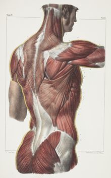 Art Sinistre, Skeletal Structure, Human Body Anatomy, Muscle Anatomy, Blood Art, Body Anatomy, Art Et Illustration, Medical Illustration, Creepy Art