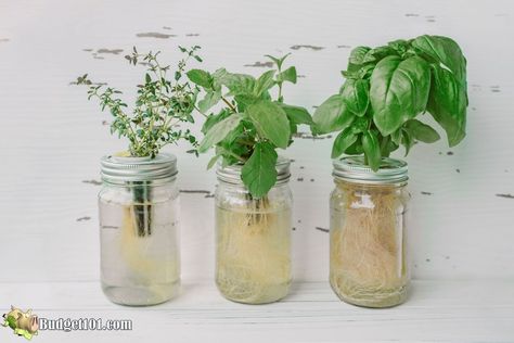 basil growing in water Grow Basil In Water, Growing Basil In Water, Growing Vegetables Indoors, Growing Spinach, Growing Basil, Hydroponic Growing, Smart Garden, Pothos Plant, Hydroponics System