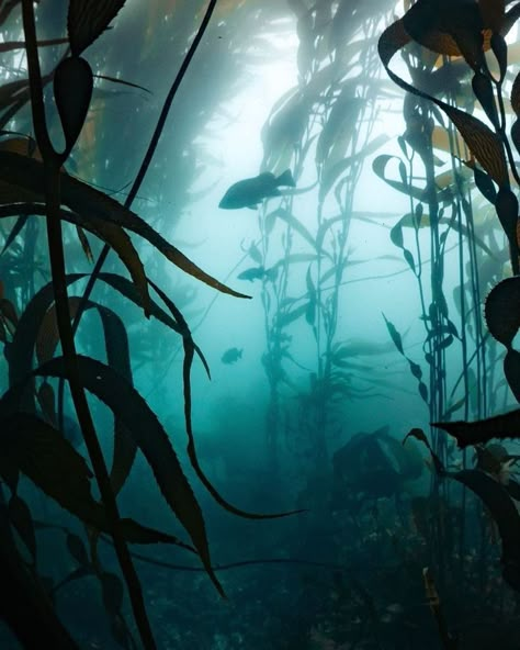 Ocean Trench, Environment Painting, Underwater Painting, Kelp Forest, Water Aesthetic, Ghost Of Tsushima, Underwater Photography, Ocean Life, Nature Aesthetic