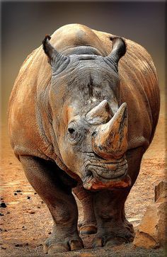 African Animals Photography, African Wildlife Photography, Rhino Animal, Rhino Art, Wild Animals Photography, Rare Animals, African Wildlife, Animal Sketches, African Animals