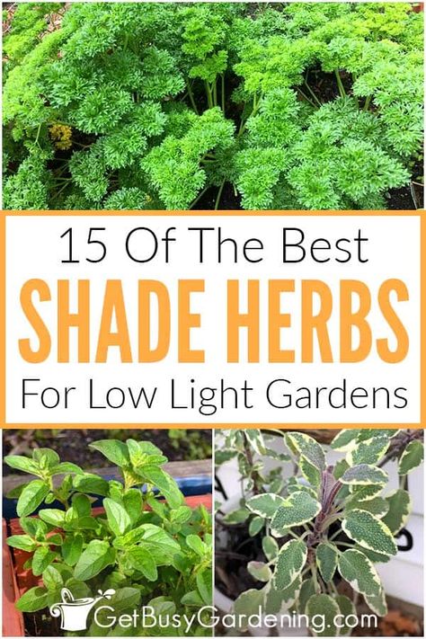 For beginner gardeners wondering if they can grow anything in their shadowy porches and backyards, I’m happy to share this list of 15 herbs that grow in the shade. Herb gardens are perfect for using shaded areas in your yard to yield beautiful and useful edible plants. My list includes a variety of shade herbs; some that prefer no sun, and some that like partial sun, so you can find the perfect choice for your yard. With tons of tips on care requirements included, it’s a perfect place to start. Shade Herbs, Garden Landscaping Design Ideas, Best Herbs To Grow, Growing Basil, Shade Garden Plants, Types Of Herbs, Witch Garden, Fragrant Plant, Perennial Herbs