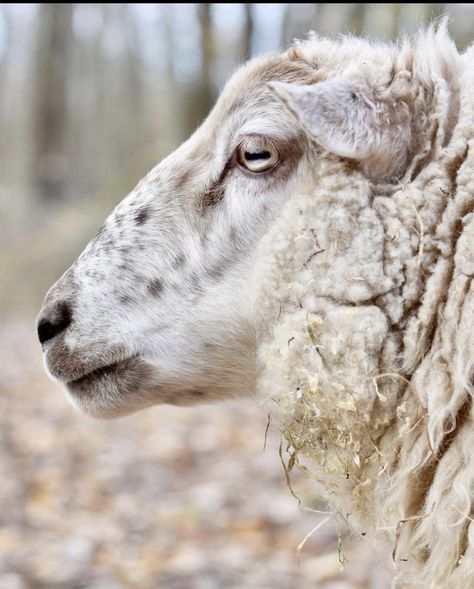 Sheep Side Profile, Lamb Side Profile, Lamb Sides, Lost Sheep, The Lost Sheep, Animal Hide, Sheep And Lamb, The Good Shepherd, The Shepherd