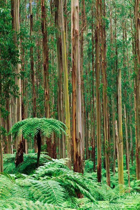 Eucalyptus Forest, Dicksonia Antarctica, Frans Lanting, Tree Fern, Image Nature, Ancient Tree, Tree Forest, Incredible Places, Canberra