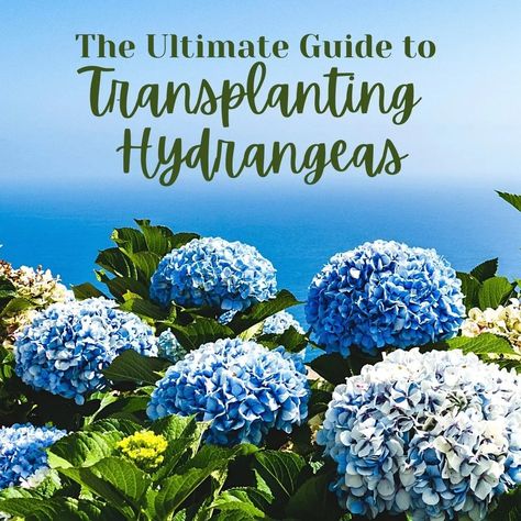 When Is The Best Time To Transplant Hydrangeas, How To Split Hydrangeas, Moving Hydrangea Bush, Transplanting Hydrangeas, Hydrangea Types, Tv Unit Wall, When To Prune Hydrangeas, Transplanting Plants, Hydrangea Plant