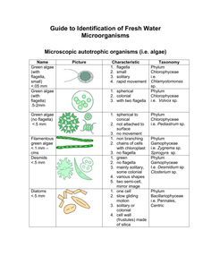 Guide to Identification of Fresh Water Microorganisms Microorganisms Microbiology, Book Reports, Term Paper, Homework Help, Microbiology, Research Paper, Homework, Fresh Water, Science