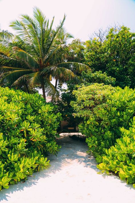 Sunshine and Island Hues... At Velassaru Maldives - Hand Luggage Only - Travel, Food & Photography Blog Maldives Beach, Outdoor Baths, Visit Maldives, Maldives Resort, Maldives Travel, The Maldives, Coastal Landscape, Tropical Landscaping, Beautiful Sunrise