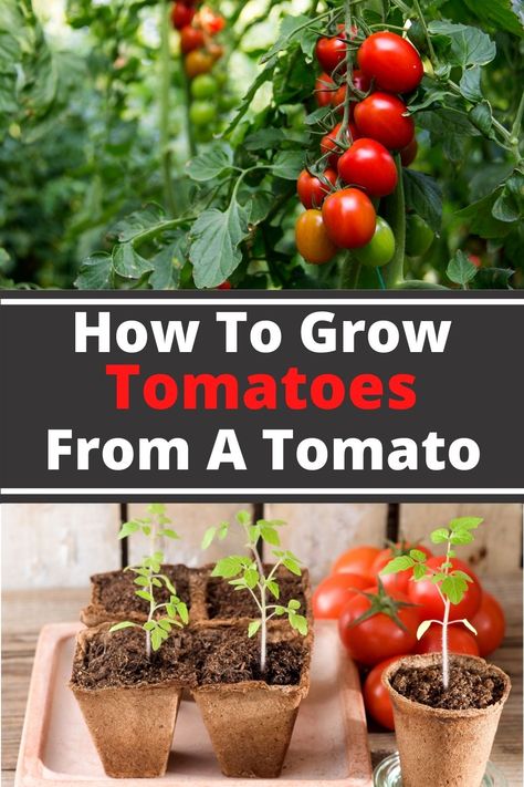 How To Grow Tomatoes, Tomato Planter, Growing Tomato Plants, Indoor Vegetables, Grow Tomatoes, Gardening Vegetables, Tomato Plant, Vegetable Garden Diy, Simple Meals