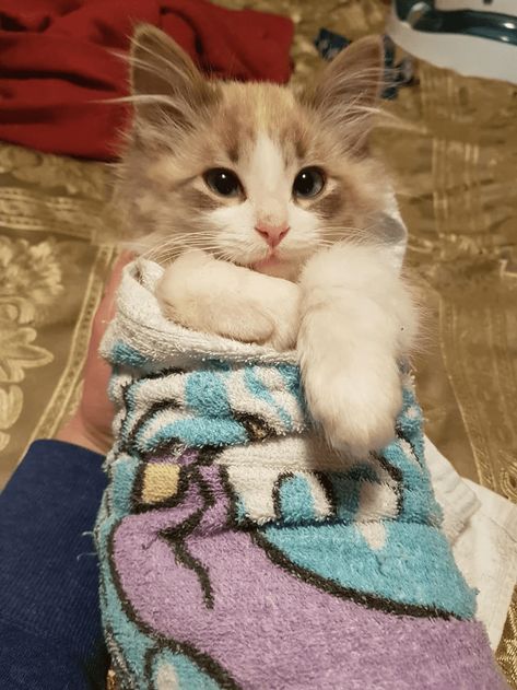 Little Purrito! Purring Cat, Cheezburger Cat, Turtle Tank, Adoption Stories, Happy Hormones, Cat Signs, Stray Cat, Ginger Cats, Cat Adoption