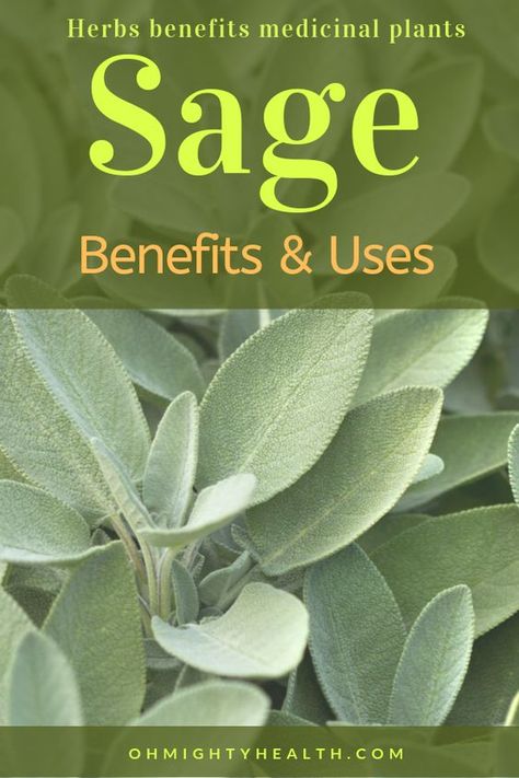 Sage Herb Benefits, Sage Plant Benefits, Sage Benefits Herbs, Sage Health Benefits, Herbal Knowledge, Herbs Benefits, Herb Remedies, Medicine Plants, Herbs Medicinal