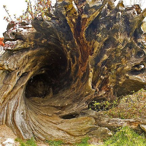 Hollow tree trunk by kairos44, via Flickr Tree Hollow, Fallen Tree, Fallen Tree Trunk, Inside A Tree Trunk, Hollow Tree Trunk, Tree Trunk With Mushrooms, Mossy Tree Trunk, Hollow Tree, Weird Trees