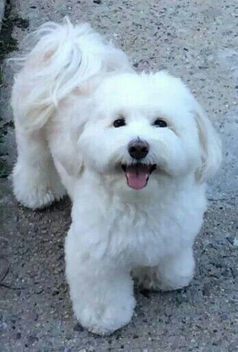 Cotton De Tulear Haircut, Coton De Tulear Grooming, Coton De Tulear Haircut, Cotton De Tulear, Coton De Tulear Dogs, Best Apartment Dogs, Perro Shih Tzu, Apartment Dogs, Puppy Cut