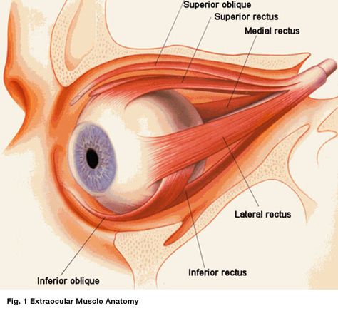 Eyeball Anatomy, Optometry Education, Muscle Diagram, Eye Anatomy, Parts Of The Eye, Human Body Anatomy, Muscle Anatomy, Medical Anatomy, Body Anatomy