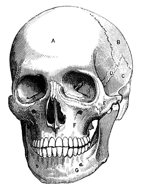 Human skull | ClipArt ETC Human Skull Anatomy, Skull Anatomy, Victorian Illustration, Gothic Fonts, Plates Diy, Graphics Fairy, Vintage Skull, Human Skull, Skull And Bones