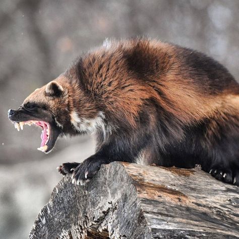 ollow @everything_for_animals_life Wolverine Animal, North American Animals, The Wolverine, American Animals, Honey Badger, Pretty Animals, Animal Tattoos, Animal Wallpaper, An Animal