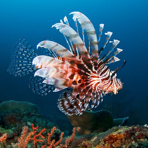 Lionfish Creature Marine, Fauna Marina, Life Under The Sea, Salt Water Fish, Lion Fish, Beautiful Sea Creatures, Water Animals, Underwater Creatures, Underwater Life