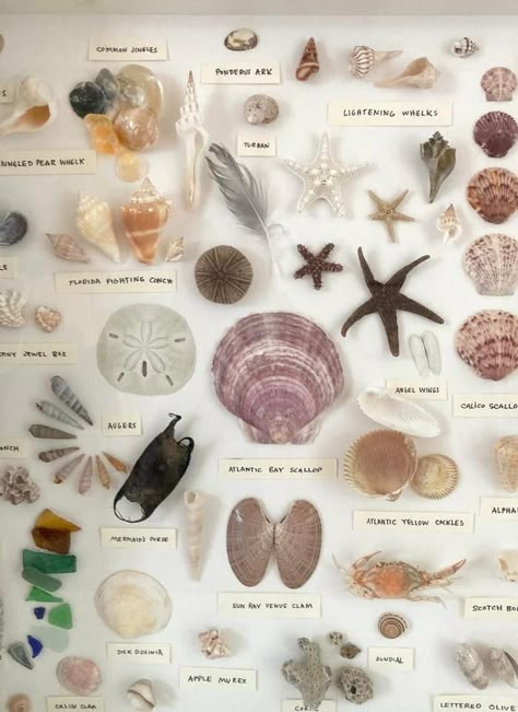 Types Of Sea Shells, Types Of Seashells, Seashell Identification, Florida Shells, Biology For Kids, Oddities Decor, Seashell Display, Beach List, Seashell Ideas