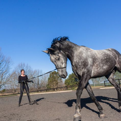 Groundwork Exercises for Horses 3 Working With Horses, Horse Training Aesthetic, Horse Ground Work, Horse Trainer Aesthetic, Horse Jobs, Ground Work For Horses, Lunging Horse, Horse Groundwork, Grooming Horse