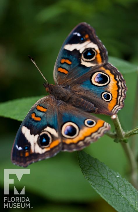 Real Butterfly Aesthetic, Butterfly Photography Nature, Rainforest Insects, Butterfly In Nature, Butterfly Reference, Insects Pictures, Rare Butterflies, Photos Of Butterflies, Pictures Of Butterflies