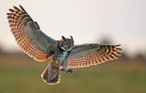 great horned owl flying | Osceola County, FL - 1D3, 500mm, hand held, 1/1250, F4, ISO 1000 ... #barnowls Owl Flying, Flying Owl, Eurasian Eagle Owl, Flying Bird Tattoo, Owl Wings, Owl Photography, Owl Tattoo Design, Temple University, Owl Photos