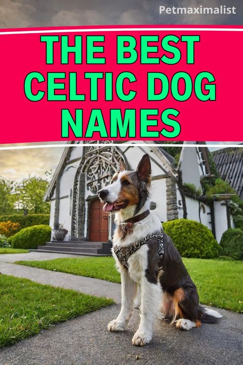 The Best Celtic Dog Names Witchy Dog Names, Viking Dog Names, Irish Dog Names, Celtic Names, Celtic Dog, Celtic Name, Female Dog Names, Goddess Names, Celtic Culture