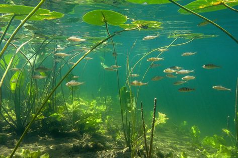 Mangroves Aesthetic, Lilly Pads Painting, Pastel Sec, Art Pastel, The Calm, Ocean Life, Nature Aesthetic, Photo Reference, Pretty Places