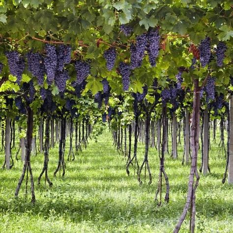 Grape Vine Trellis, Grape Tree, Grape Vineyard, Vine Trellis, Wine Vineyards, Berry Plants, Wine White, Farm Lifestyle, Medieval Life