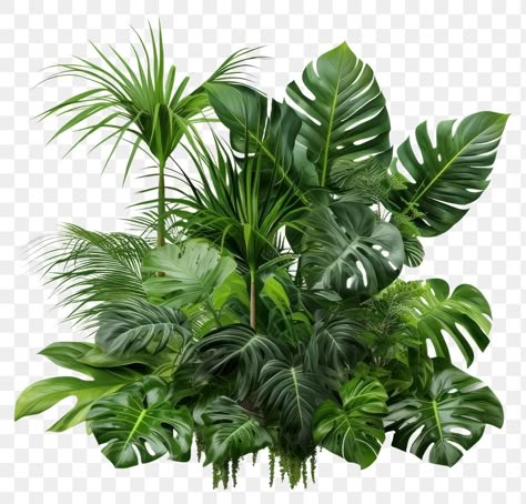 Tropical Png Aesthetic, Plants For Photoshop, Png Plants, Tropical Png, Plant Png, Rainforest Flowers, Easy Diy Tie Dye, Palm Tree Png, Rainforest Trees