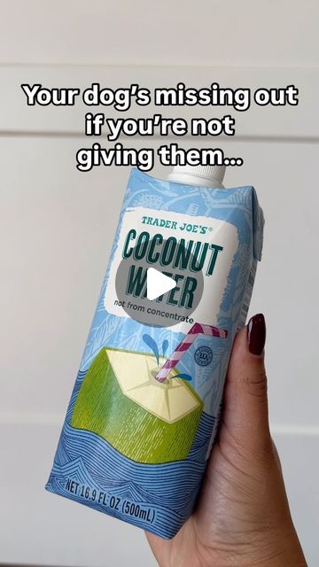 Mini Goldendoodle & Dog Mom Lifestyle on Instagram: "🥥SHARE WITH A DOG MOM!

⚠️ Just remember: add a bit to their water, always serve in moderation and choose unsweetened. 
⚠️Please do your own research and decide what’s best for your dog. Consult with your vet. 

Did you know coconut water isn’t just great for humans but dogs too?
From boosting energy to promoting healthy skin and aiding digestion, there are so many benefits to coconut water. 

Have you tried this with your dog? Let me know in the comments!

💗FOLLOW FOR MORE DOG MOM TIPS!💗

#healthydog #healthypup #coconutwaterbenefits #doghealth #dogmama #dogmomlife #petparent #dogparents #dogparentlife" Coconut Water Benefits, Coconut Oil For Dogs, Mom Lifestyle, Mini Goldendoodle, Parent Life, Mom Tips, Dog Mama, Dog Parents, Healthy Dogs