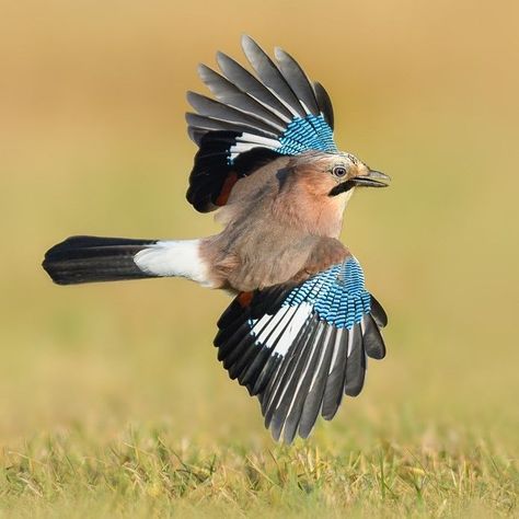 Eurasian Jay / Geai des chênes / Image by Rafal Szozda from 35photo Eurasian Jay, Pencil Techniques, British Birds, Jackdaw, Jay Bird, Colored Pencil Techniques, British Wildlife, Gcse Art, Bird Pictures