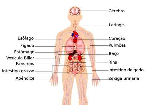 Principais órgãos do corpo humano - Ler e Aprender Learn Portuguese, Anatomy Art, Study Tips, Biology, Anatomy, Human Body, Human