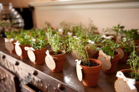 Potted Herb Wedding Favors Herb Table, Herbs Wedding, Wedding Flower Arrangements Fall, Plan Party, Fall Flower Pots, Fae Garden, Plant Wedding Favors, Tallahassee Wedding, Herb Wedding