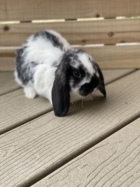 Rabbit Black And White, Bunny Art Projects, Bunny Bun, Winnie The Pooh Tattoos, Mini Lop Rabbit, Lop Bunnies, Holland Lop Bunnies, Lop Bunny, Lop Rabbit